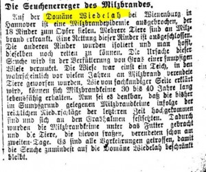 03.08.1916 Bericht des Wiener-Neuigkeits-Blatt über Milzbrand in Wiedelah